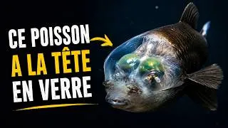 Miniature : 9 animaux si étranges qu'ils semblent FAKE