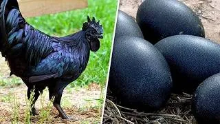 Miniature : 30 Races De Poules Dont Vous N'imaginerez Jamais L'existence