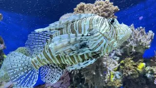 Miniature : Les incroyables poissons de l’aquarium de Monaco en vidéos 4K FR