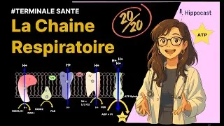 Miniature : La Chaine Respiratoire 👉 Cours de biochimie pour les futurs PASS/LAS (Terminale Santé)