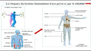 Miniature : Ce qui Affaiblit - Ce qui Renforce votre Système Immunitaire