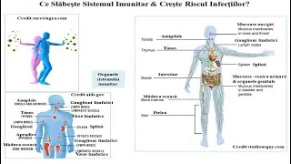 Miniature : Ce Slabeste Imunitatea si Creste Riscul de a Contacta Infectii Virale