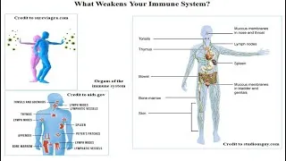 Miniature : What Weakens and What Strengthens Your Immune System?