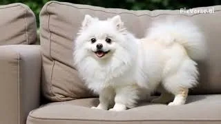 Miniature : spit pomeranien