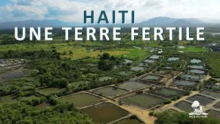 Miniature : Produits de la gastronomie haitienne - Part (Clairin, chocolat, café ...) - Savoir-faire locaux