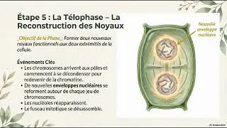 Miniature : Cellule végétale