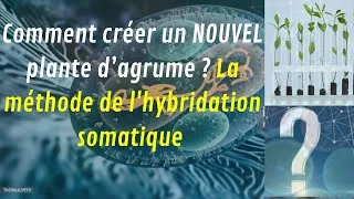 Miniature : Comment crée une nouvelle plantes d'agrumes? la méthode d'hybridation somatique