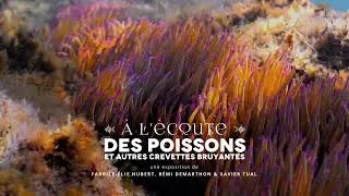 Miniature : Teaser exposition Seine Musicale " A l'ecoute des poissons et autres crevettes bruyantes"