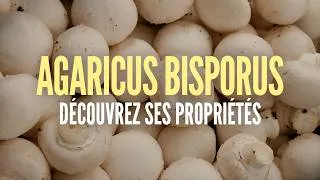 Miniature : Agaricus bisporus (H2OSlim®️) | Le pouvoir caché du champignon 🍄‍🟫💊