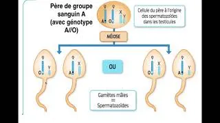 Miniature : Activité 8 - Introduction diversité des individus de la famille