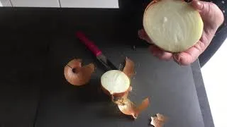 Miniature : Vidéo dissection bulbe oignon