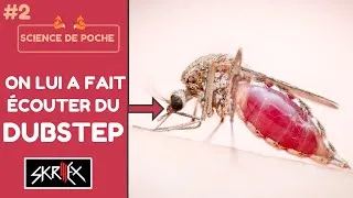 Miniature : Ils ont fait écouter du DUBSTEP à des MOUSTIQUES ! -Science de Poche #2-