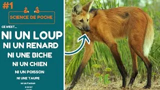 Miniature : Le loup à crinière possède une particularité ÉTONNANTE ! - Science de Poche #1