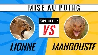 Miniature : 1 MANGOUSTE contre 2 LIONNES - Mise au Poing #1