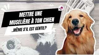 Miniature : Tu as besoin d’une muselière pour ton chien… même s'il est gentil!