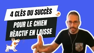 Miniature : 4 clés du succès pour le chien réactif en laisse