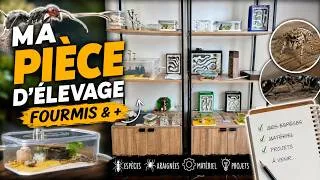 Miniature : Je vous présente ma Ants room!
