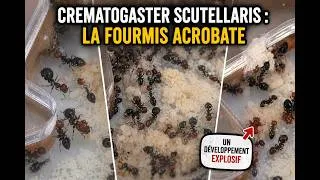 Miniature : Je vous présente ma colonie de Crematogaster Scutellaris!
