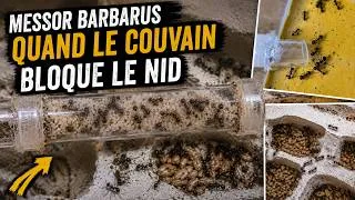 Miniature : Vlog messor barbarus 2. Des fourmis stressées sauf quand il faut manger?