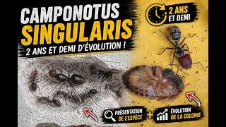 Miniature : Camponotus Singularis, une fourmis balèze!