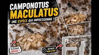 Miniature : Camponotus Maculatus, une magnifique fourmis Africaine!