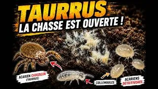 Miniature : Taurrus, collemboles et acariens, un monde méconnu.