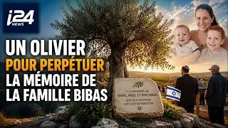 Miniature : 🌿 Israël : un olivier pour perpétuer la mémoire de la famille Bibas