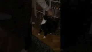 Miniature : UN CHATS SADOMASOCHISM