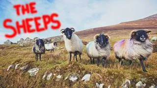 Miniature : The Sheeps
