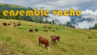 Miniature : ensemble vache