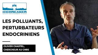 Miniature : Breaking Ice / Quelles sont les conséquences des perturbateurs endocriniens sur les espèces ?