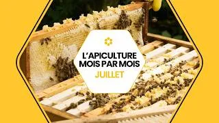 Miniature : 🐝 Conseils apicoles de juillet : que faire au rucher ? #conseils #apiculture  #juillet  #icko