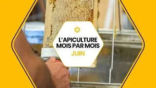 Miniature : 🐝 Conseils apicoles de juin : que faire au rucher ? #conseils #apiculture  #juin  #icko