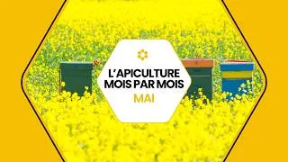 Miniature : 🐝 Conseils apicoles de mai : que faire au rucher ? #conseils #apiculture  #mai  #icko