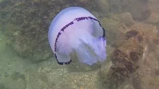 Miniature : Snorkeling à Sète 2026 (41 espèces)
