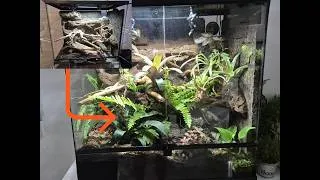 Miniature : TERRARIUM pour dendrobates