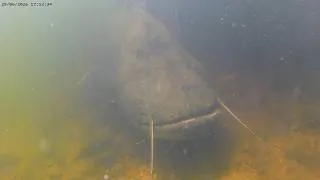 Miniature : Coup de pression d'un silure de 2m en plongée à Aurec (Loire)