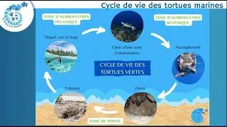 Miniature : Les tortues marines au cœur des enjeux écologiques du Pacifique sud
