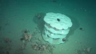 Miniature : 🌊 Peut-on restaurer les grands fonds marins ?
