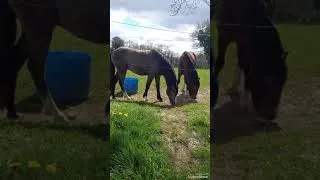 Miniature : je suis schizophrène je vous enmene en balade voir les chevaux #santé #schizophrenia  #cheval