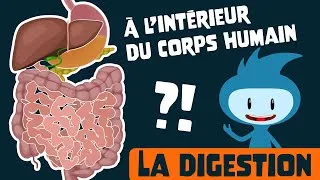 Miniature : Le système digestif : Un voyage pédagogique