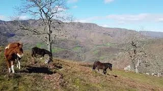 Miniature : La Montagne de Larla,  2000 ans d’histoire au Pays Basque