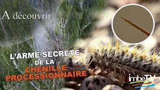 Miniature : L'arme secrète de la chenille processionnaire