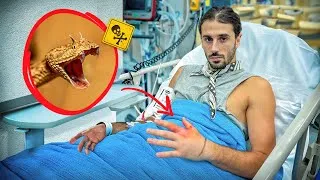 Miniature : Je me fais mordre par une vipère à cornes ! (C'est chaud...)