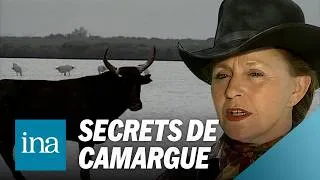 Miniature : Camargue : une terre de traditions et de secrets 🐂🐴 | INA Voyages