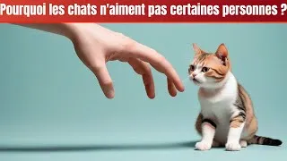 Miniature : Votre chat n'aime pas certaines personnes ? Voici la SIGNIFICATION !