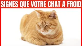 Miniature : Comment savoir si Votre Chat a froid ?
