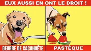 Miniature : Les Aliments pour humains qui sont en fait bons pour les Chiens