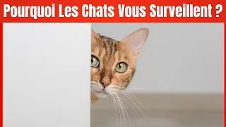 Miniature : Pourquoi les chats ne cessent-ils de surveiller leurs propriétaires ?