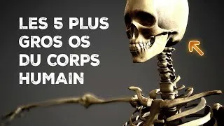 Miniature : Les 5 plus gros os du corps humain - Index Santé